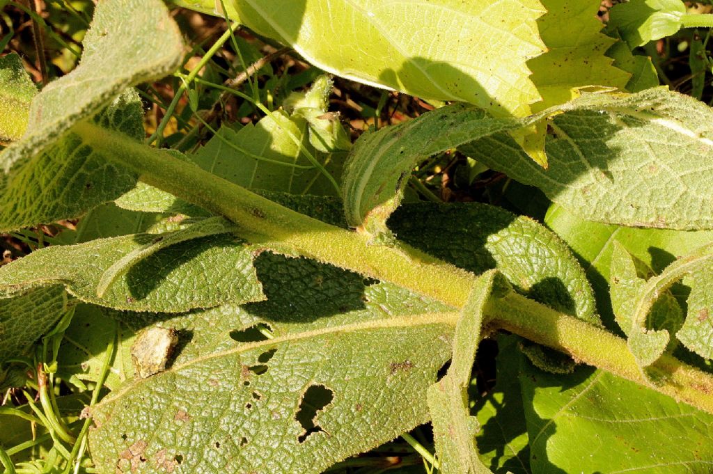 Verbascum thapsus?